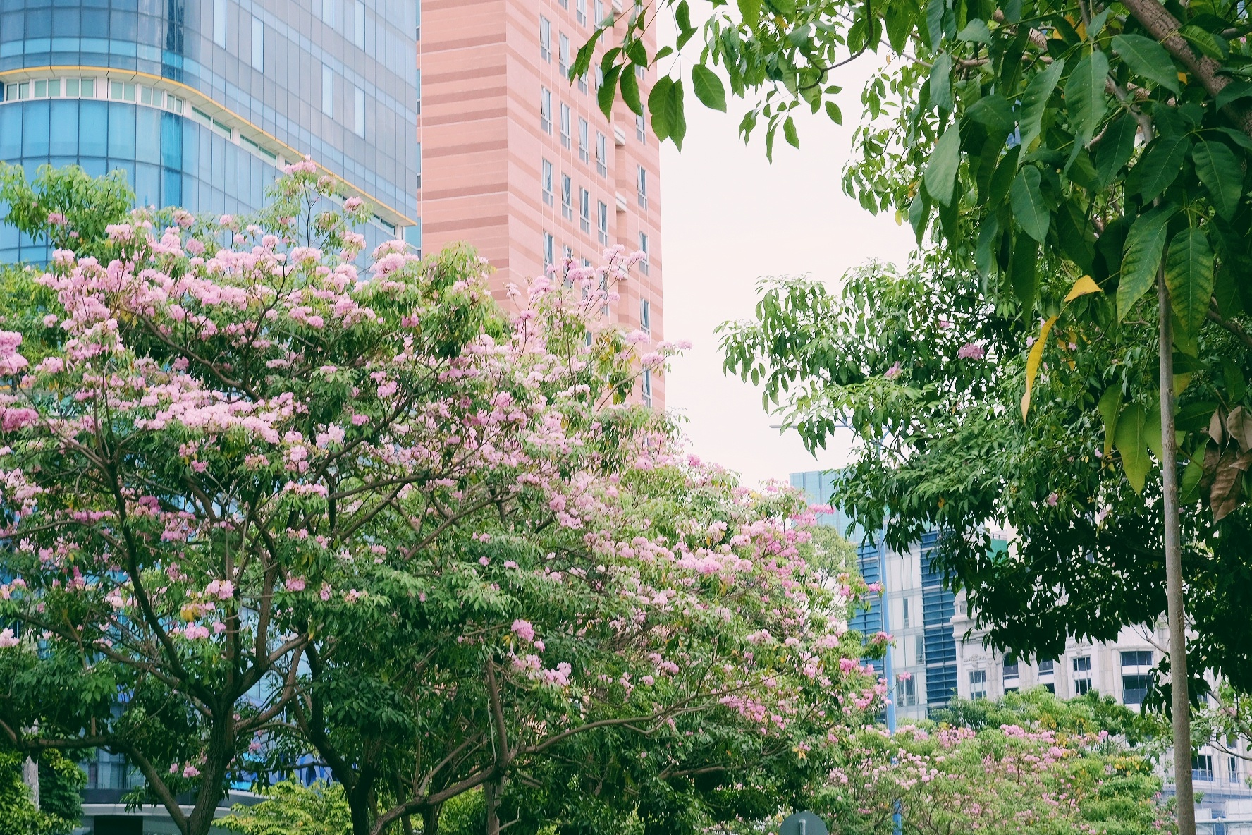 ken hong TP.HCM anh 14