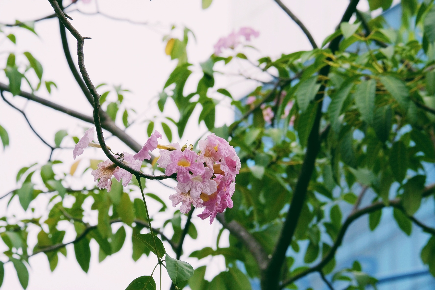 ken hong TP.HCM anh 15