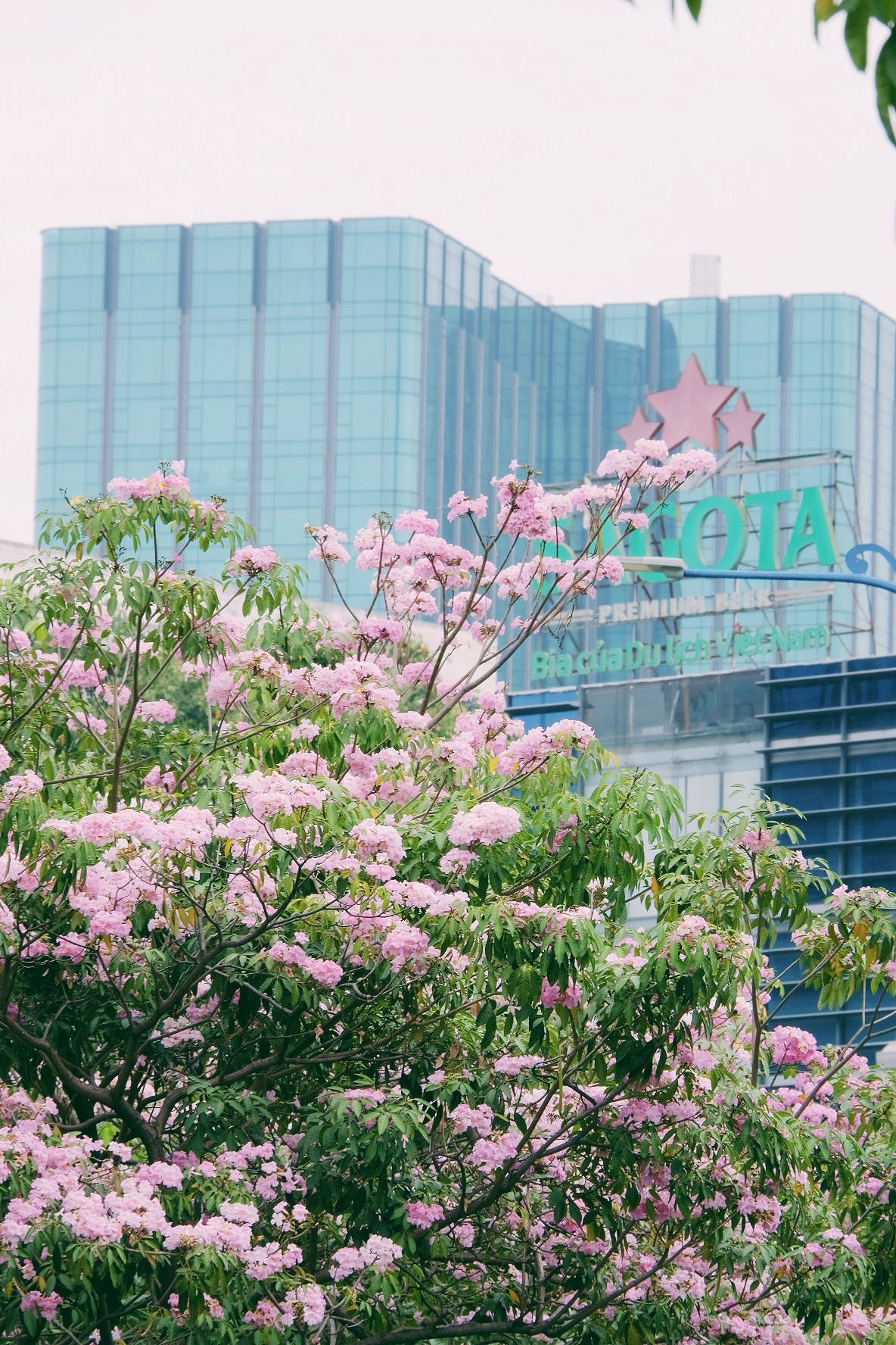 ken hong TP.HCM anh 16