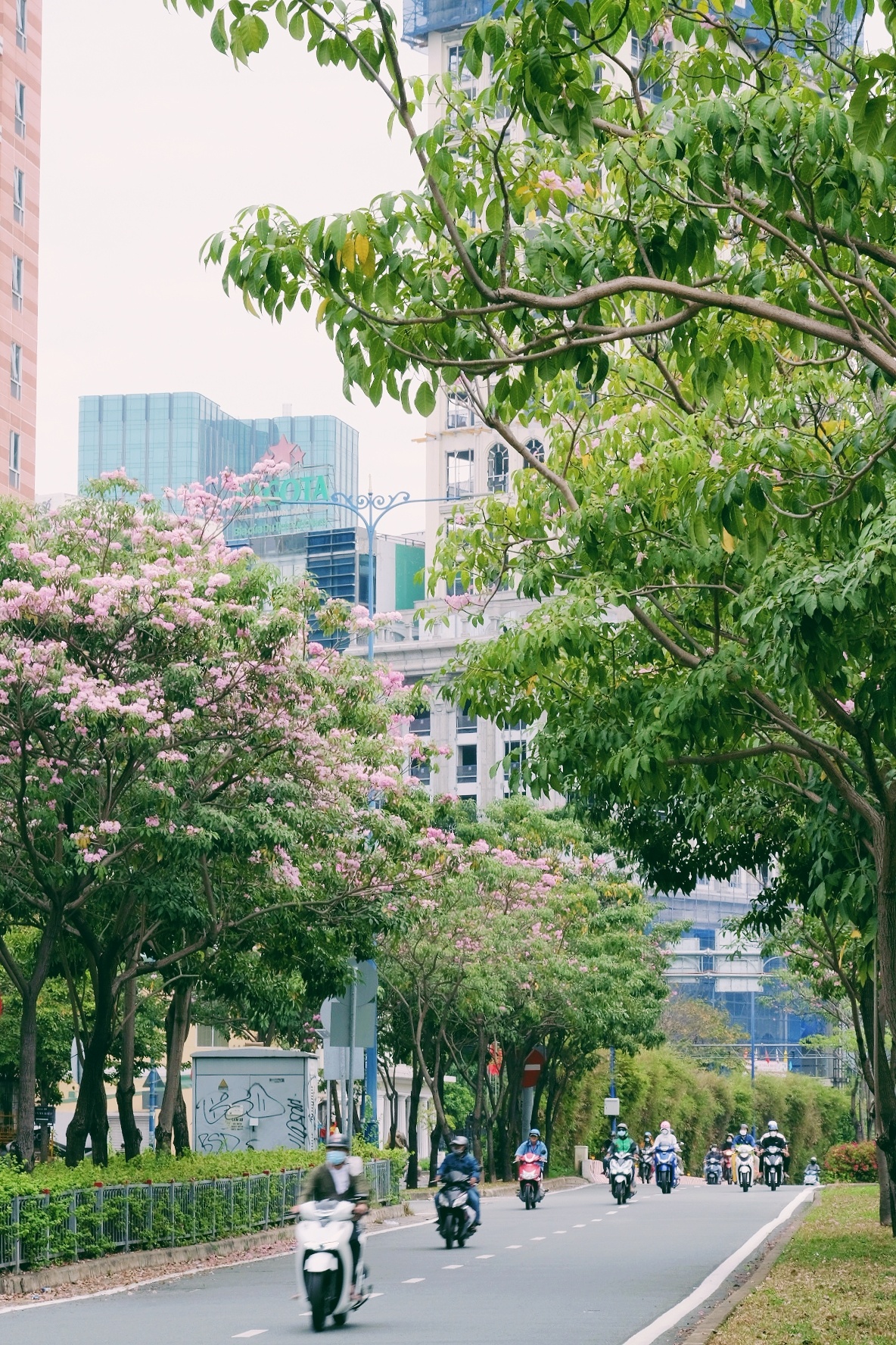 ken hong TP.HCM anh 18