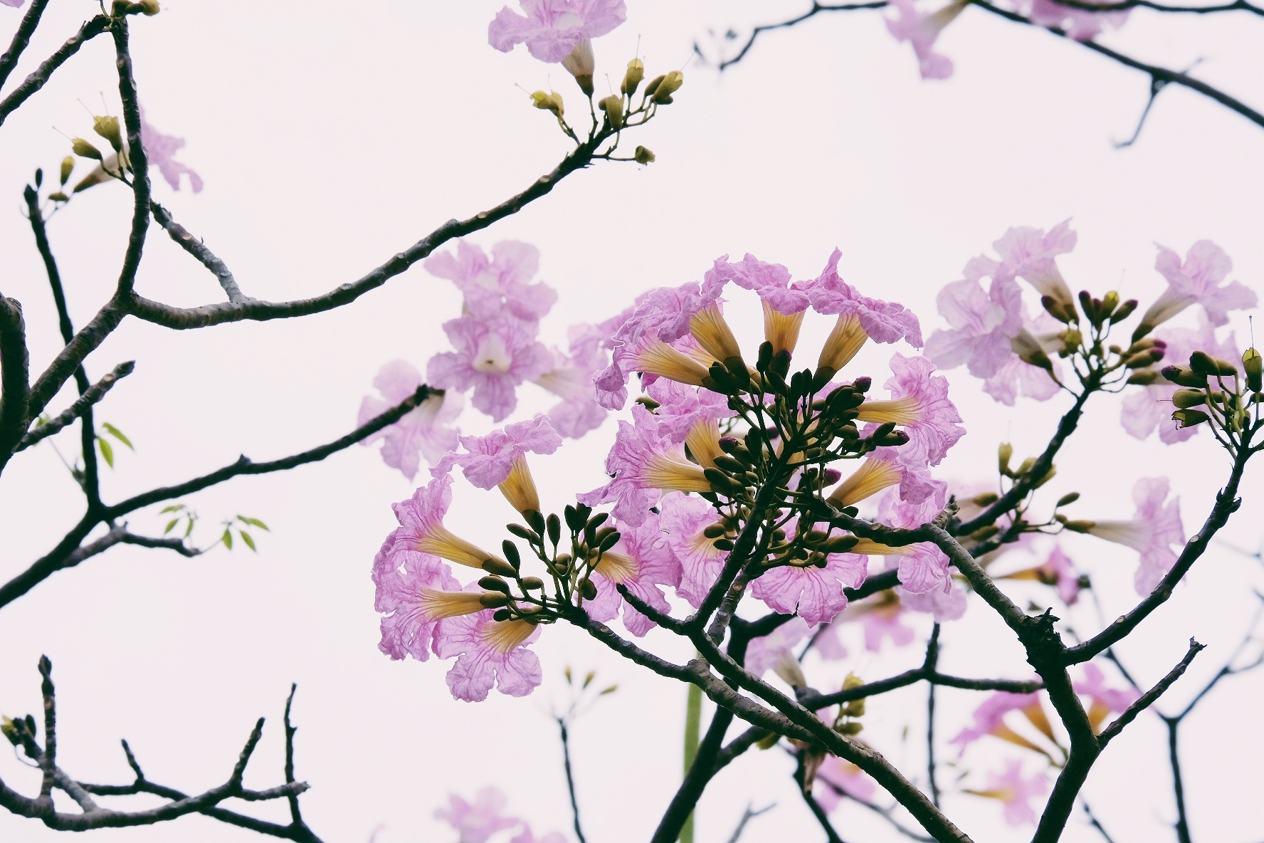 ken hong TP.HCM anh 19