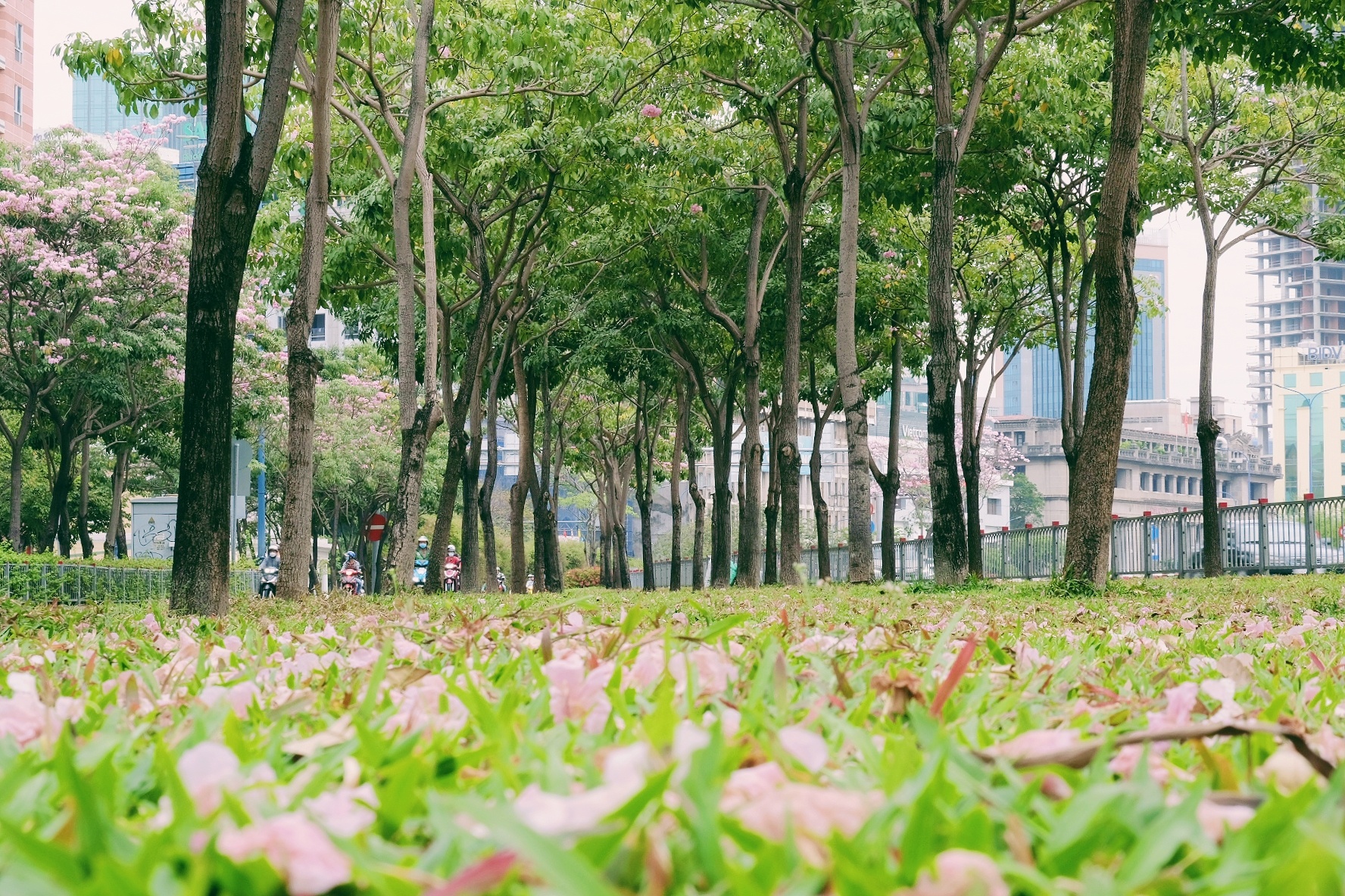 ken hong TP.HCM anh 20