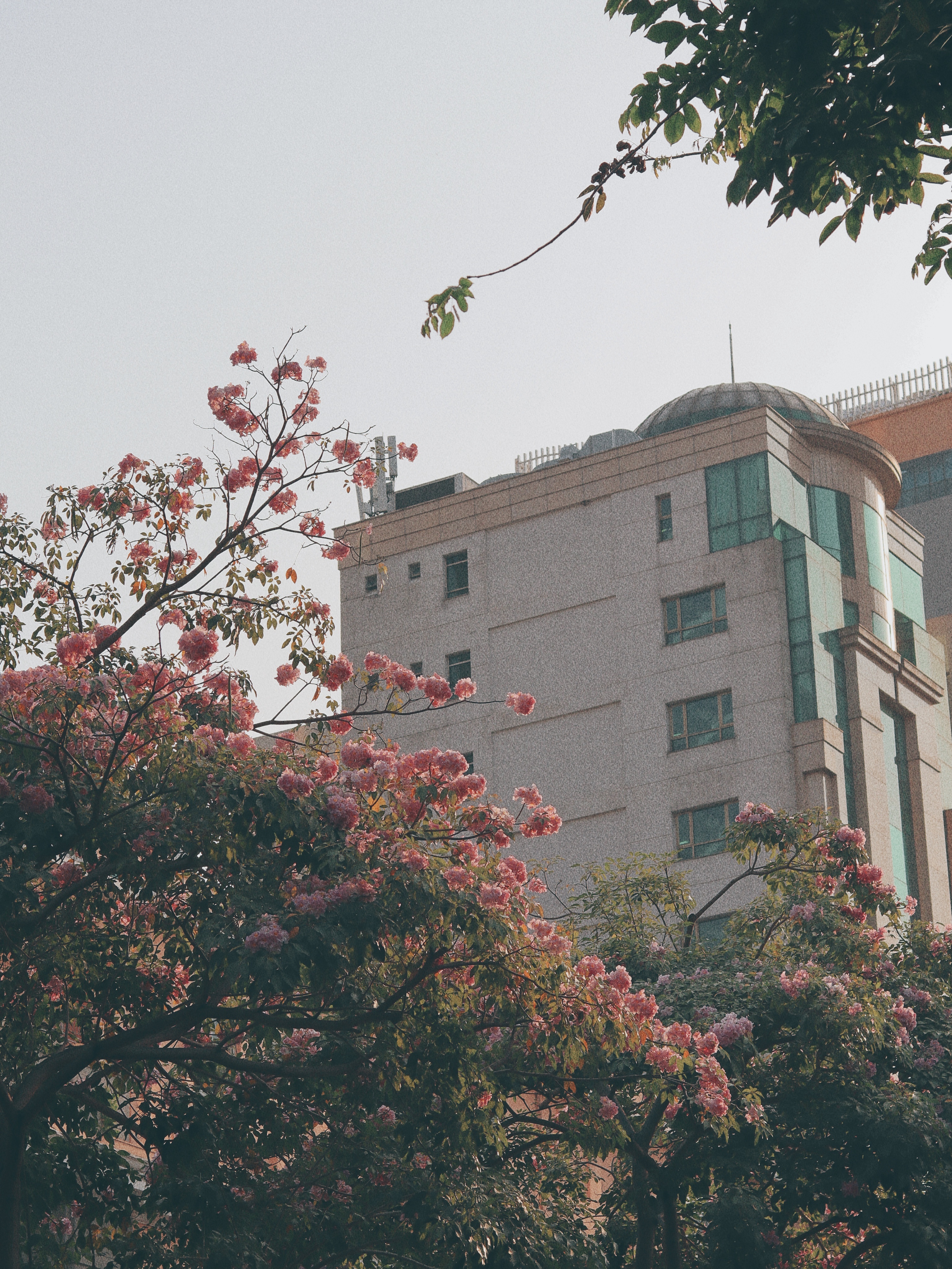 ken hong TP.HCM anh 7