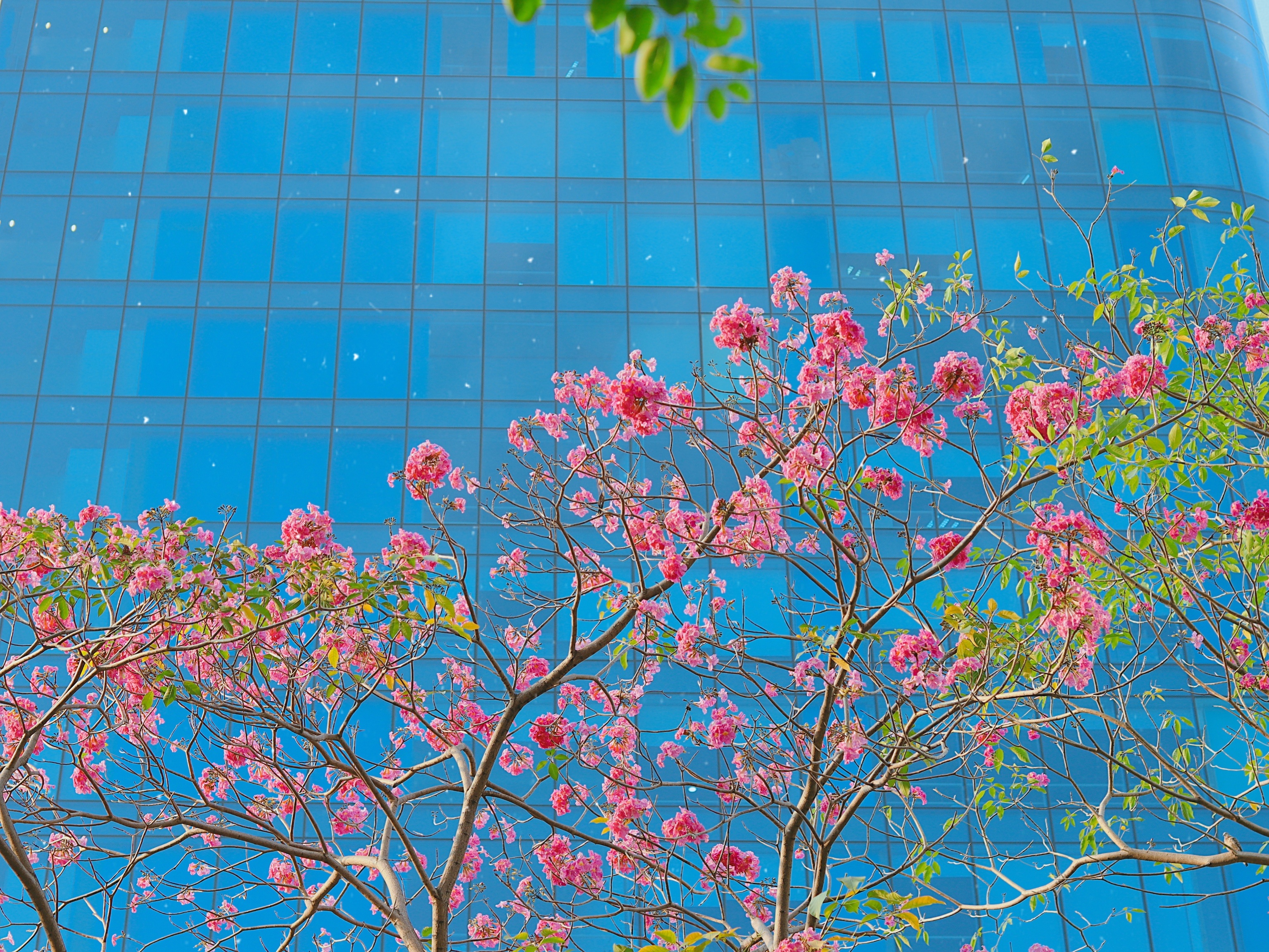 Ken hong no ro sau Tet Nguyen dan o TP.HCM hinh anh