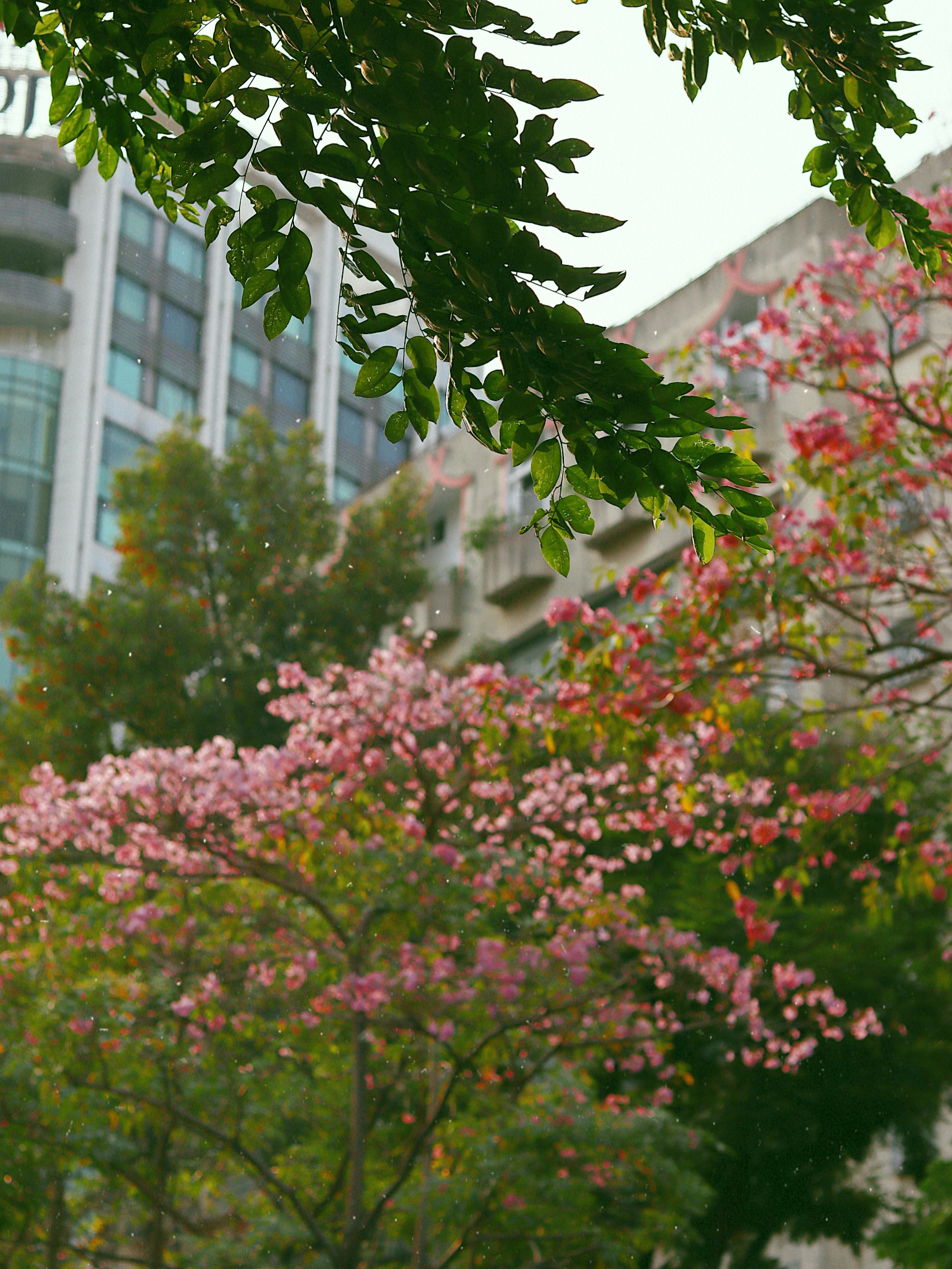 ken hong TP.HCM anh 5