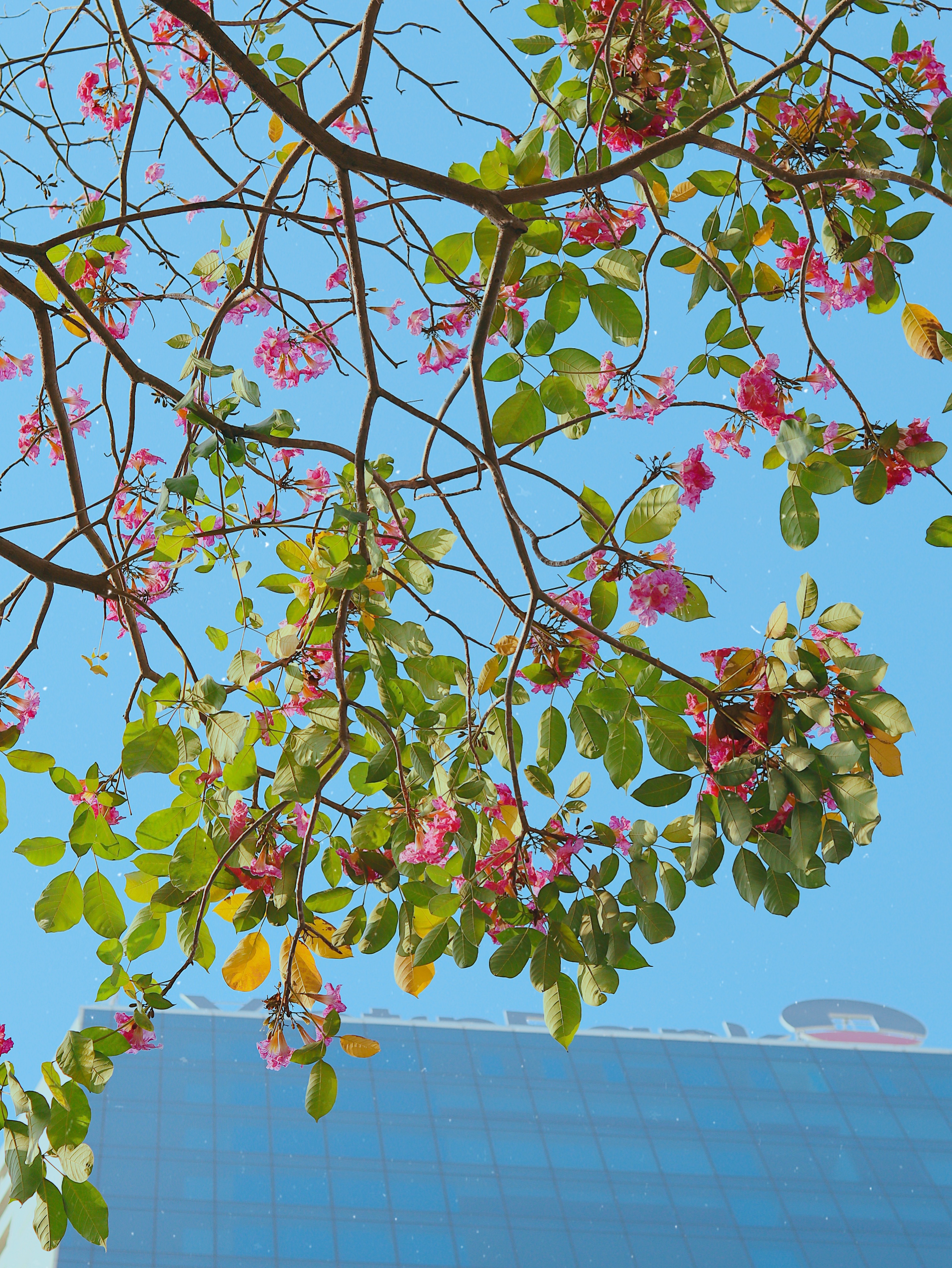 ken hong TP.HCM anh 6