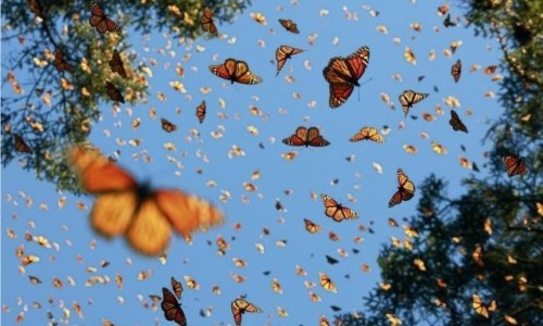 Mua di cu cua buom vua hinh anh