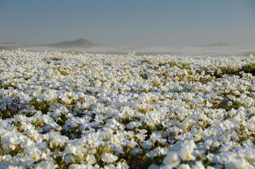 Thiên nhiên ảnh 5 Thien nhien anh 5