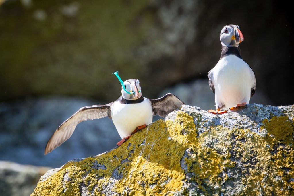 cái chết ống hút nhựa ảnh 6 cai chet ong hut nhua anh 6