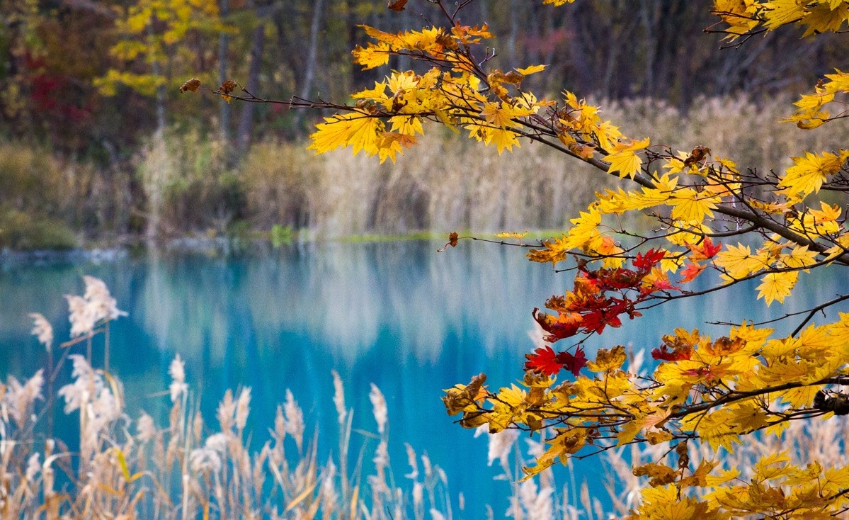 mua thu Nhat Ban anh 6