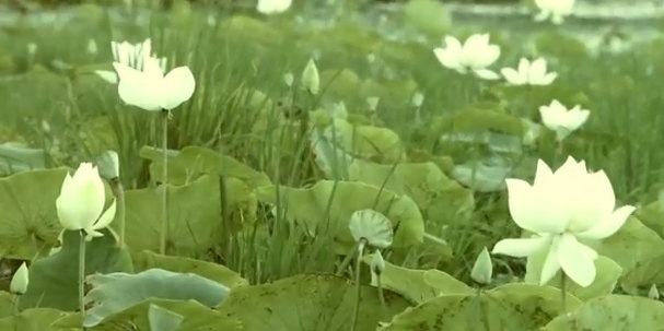 Em di tren co non - Huynh Van Son hinh anh