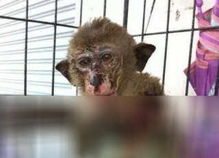 Sao Viet phan no vi mot dan mang tan nhan voi chu khi con hinh anh