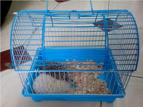 Lồng nuôi nhím kiểng.