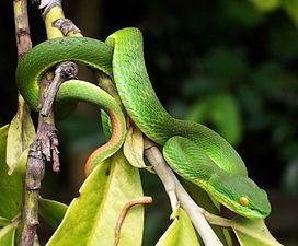 Rắn tuy nhỏ nhưng rất hung dữ. Ảnh minh hoạ.