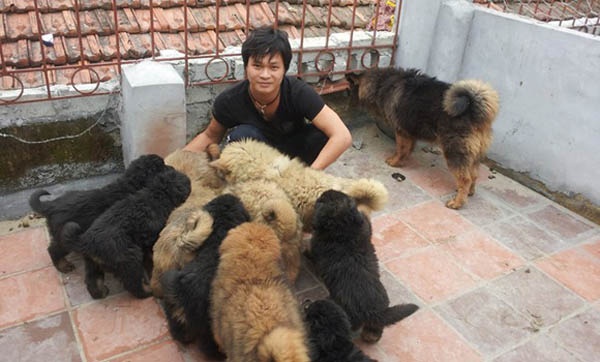 Hình ảnh 7 chú chó đầu tiên đã được nhân giống thành công đã có thể xuất chuồng sau 2 tháng. (Ảnh: Zing)