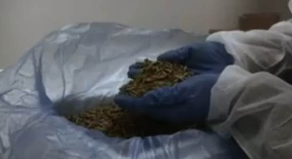 Côn trùng được sử dụng trong món ăn phục vụ sinh viên.