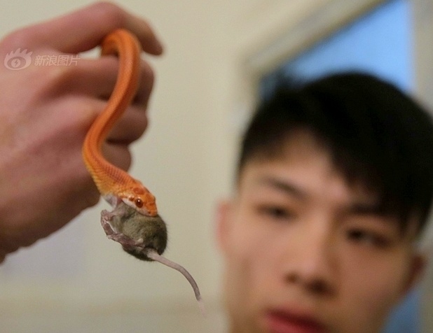 9X nuoi 20 con ran doc lam thu cung hinh anh