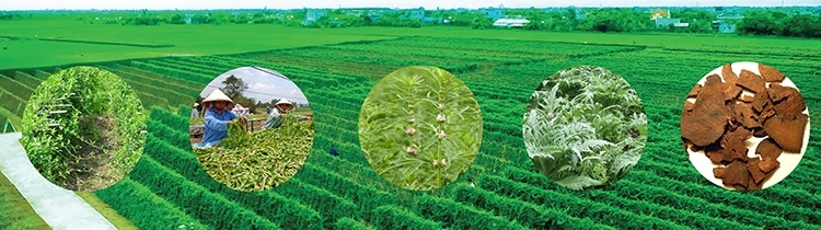 Dự án phát triển vùng dược liệu bền vững theo tiêu chuẩn GACP-WHO đang triển khai tại Nam Định, Hà Giang.