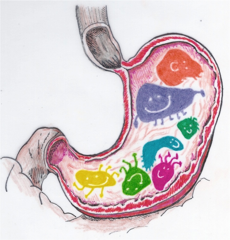 Lợi khuẩn bifido rất dễ bị tiêu diệt khi đi qua dạ dày.