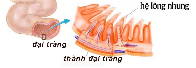 Hệ lông nhung là nơi cư trú của lợi khuẩn đường ruột.