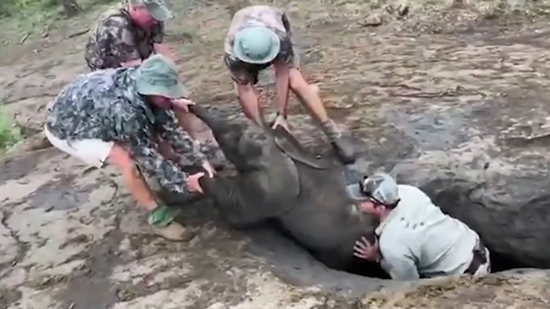 Giai cuu voi con bi mac ket duoi ho hinh anh