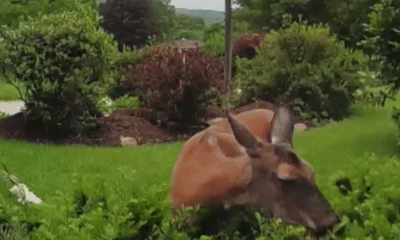 Chu nha noi chuyen voi con nai qua camera hinh anh