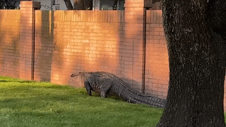 Ca sau khong lo dao pho o My hinh anh