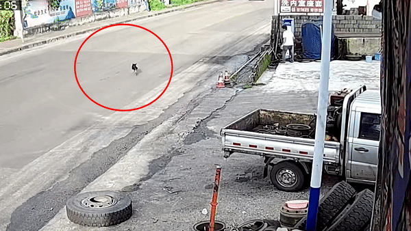 Xe mat lai, lao vao nha dan vi tranh mot chu cho o Trung Quoc hinh anh