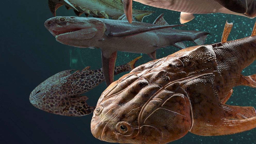 Phat hien nhung chiec rang co nhat the gioi hinh anh