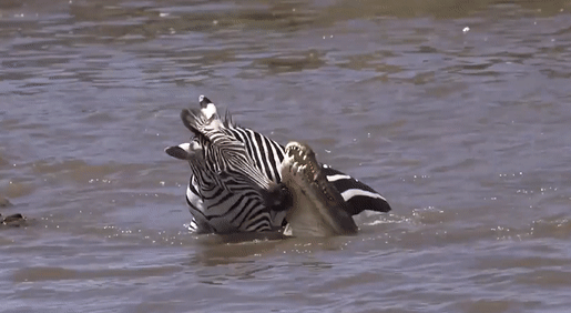 Ngua van thoat nanh vuot cua dan ca sau hinh anh