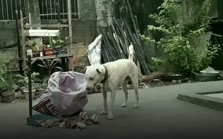 Chu cho thong minh biet nhat rac, don dep san vuon hinh anh