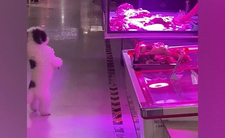 Chu cho dung bang hai chan de xin thuc an hinh anh