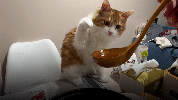 Chu meo nhan mat, bo di khi nem mon sup cua chu nhan hinh anh