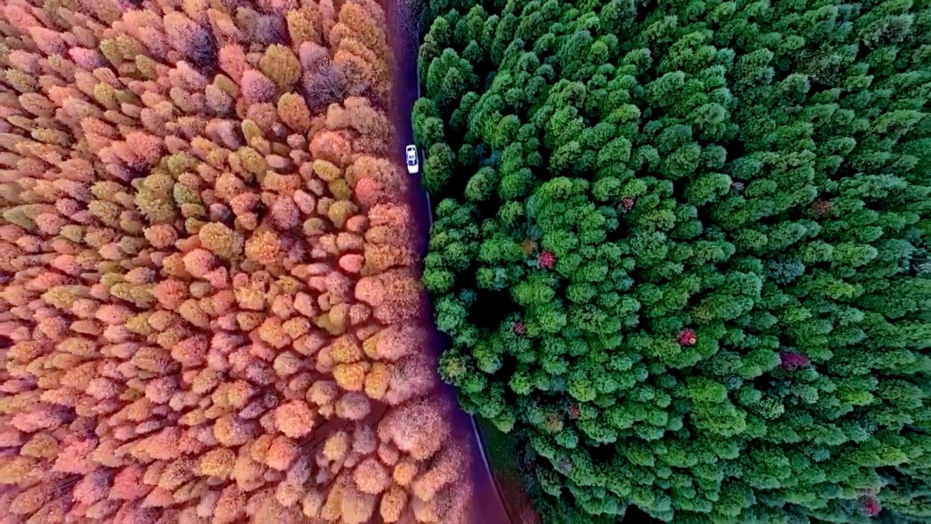 Canh rung hai mau o Trung Quoc hinh anh