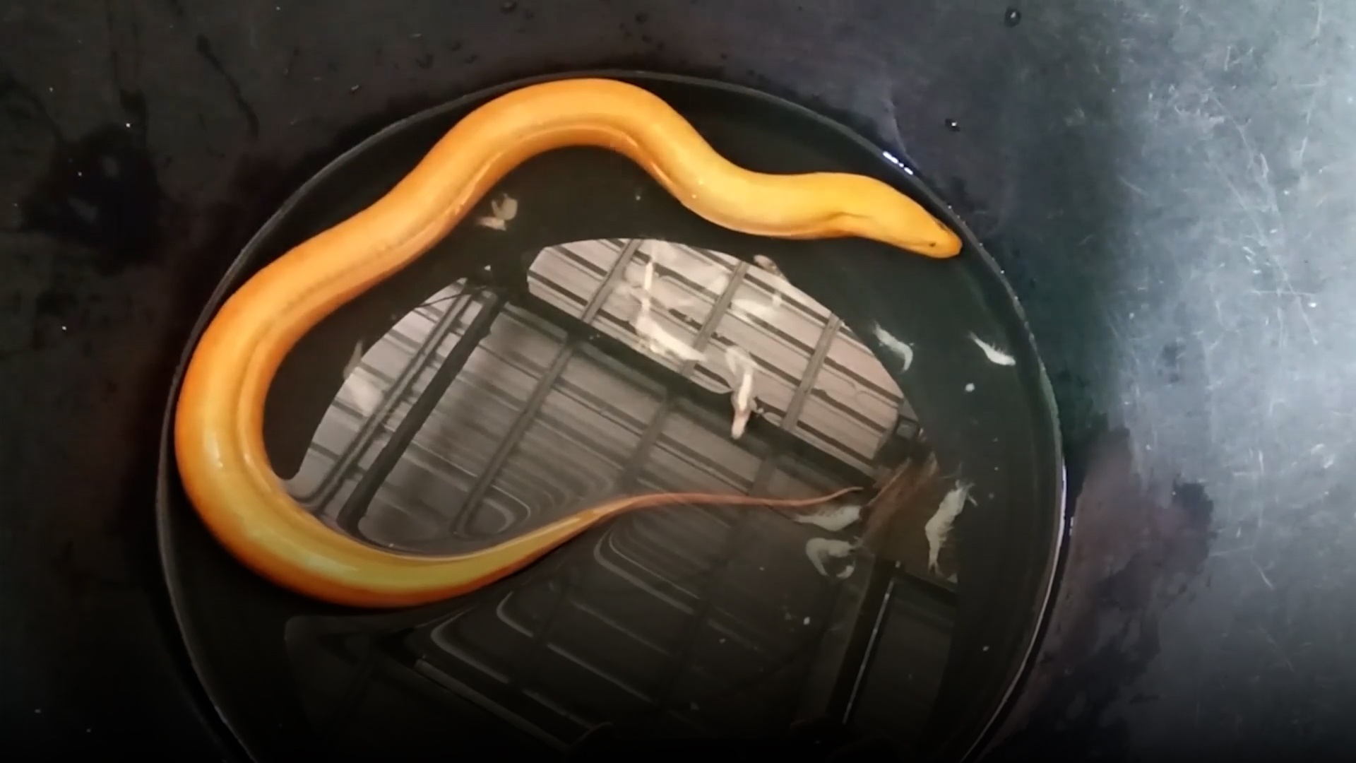 Bat duoc luon vang quy hiem o Thai Lan hinh anh