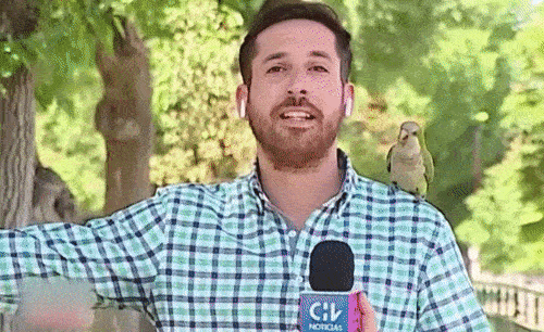 Phong vien bi con vet danh cap tai nghe hinh anh