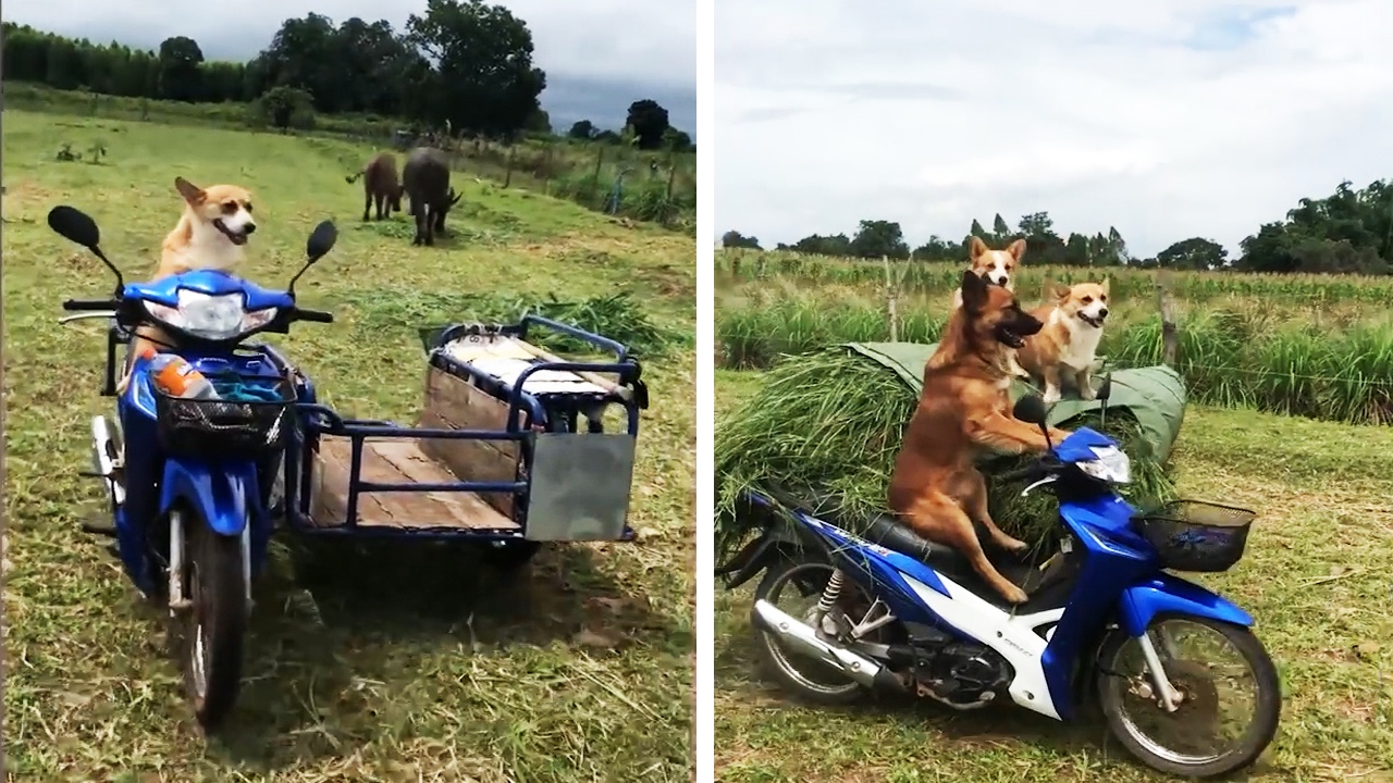 Chu cho biet lai xe may cho co giup chu hinh anh