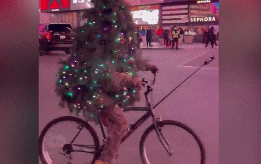 Chang trai hoa thanh cay thong Noel, dap xe quanh New York hinh anh