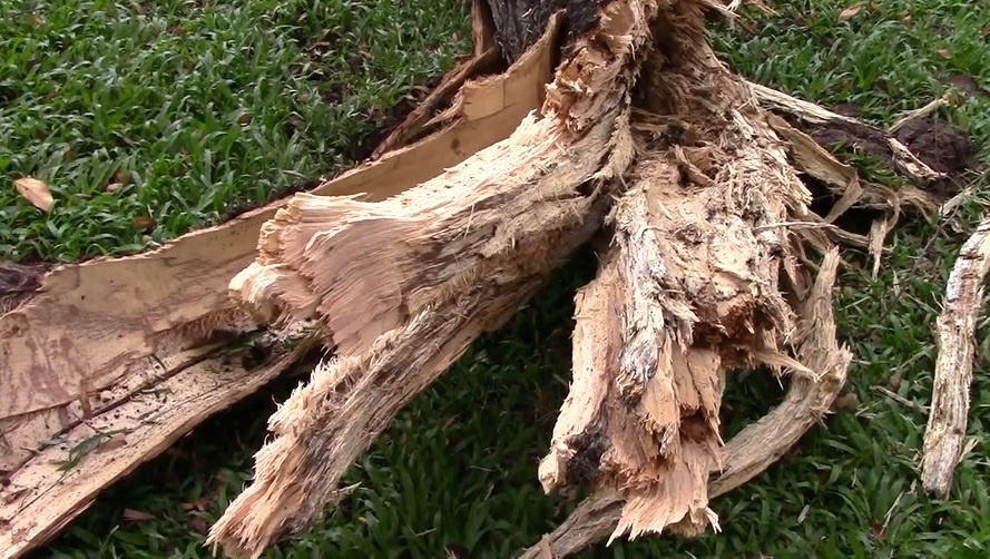 Gay nhanh cay trong cong vien lam hai nguoi bi thuong hinh anh