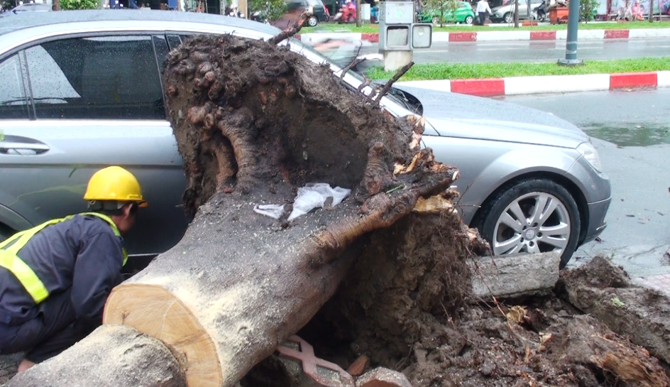 Cay nga do de o to giua trung tam Sai Gon hinh anh