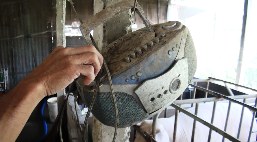 Sang kien cho heo nghe nhac dem ve tram trieu o mien Tay hinh anh