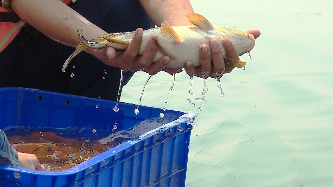 Thue thuyen ra song tha ca chep tien Tao quan hinh anh