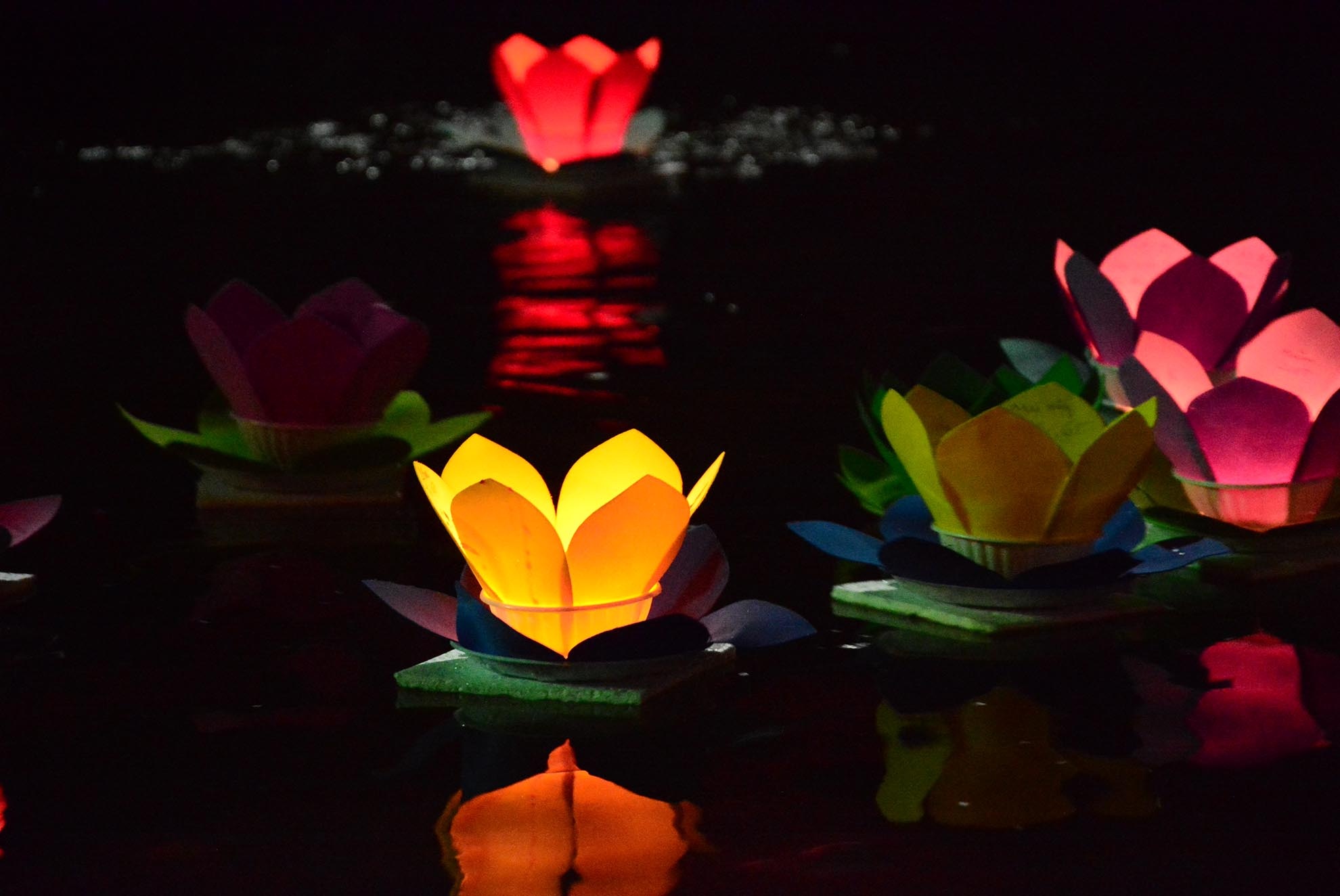 Những điều cầu ước, mong muốn được lưu giữ trên cánh hoa.