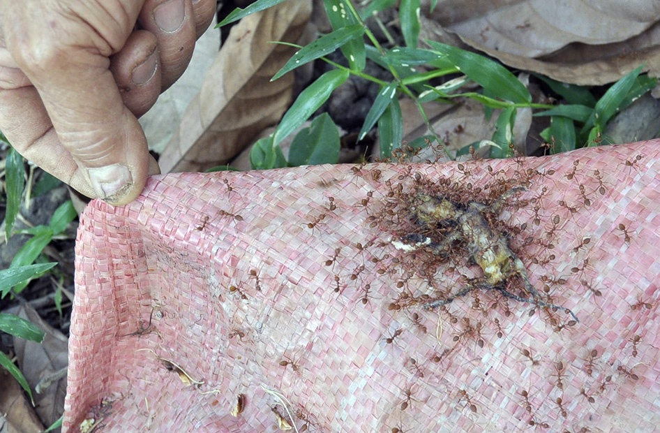 Canh cho hang trieu con kien an thit heo o Dong Nai hinh anh