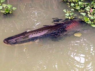 Dan ca hai tuong menh danh 'thuy quai' nuoc ngot o Tay Ninh hinh anh