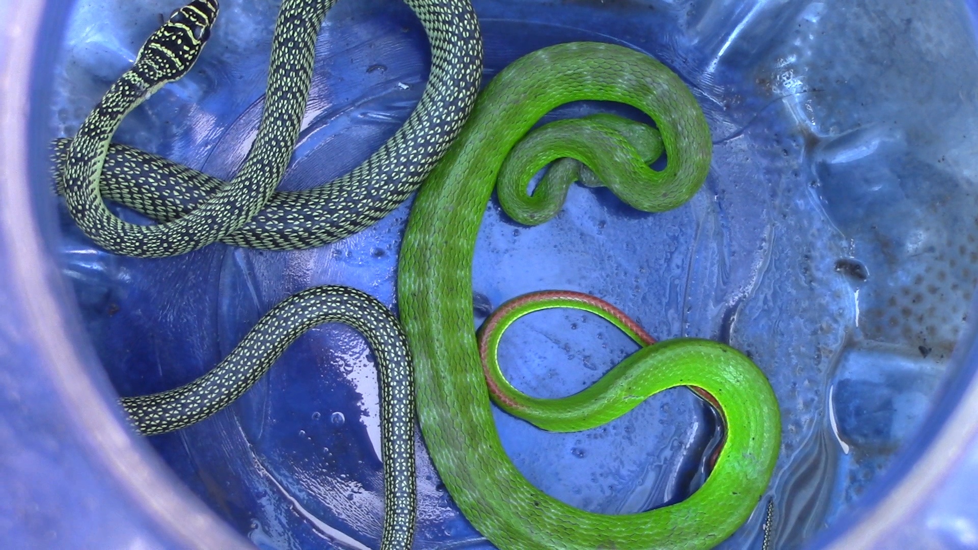 Bat song ran luc duoi do bo vao nha dan o Sai Gon hinh anh