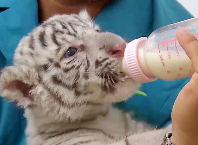 Ve dang yeu cua tieu bach ho o Thao cam vien hinh anh