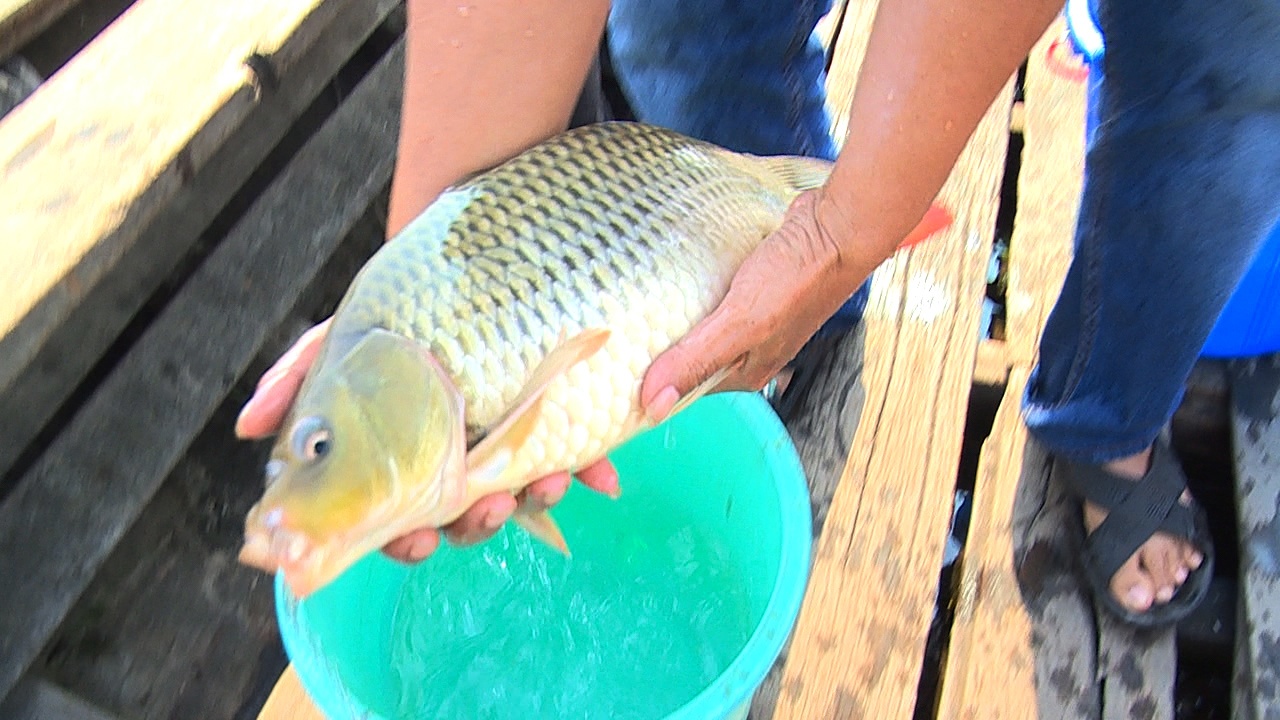 Ra giua song Sai Gon tha ca chep tien Tao quan hinh anh