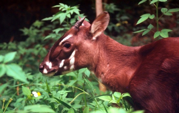 Viet Nam bat dau chien dich giai cuu Sao La hinh anh