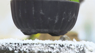 Can canh bonsai tien trieu bay lo lung o Sai Gon hinh anh